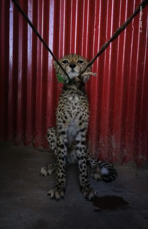 自分が売られるのを待つ幼いチーターの子ども/Jose Fragozo/Wildlife Photographer of the Year