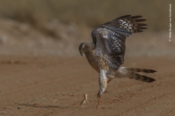 コシジロウタオオタカの攻撃をかわそうと、ヤモリがむなしく奮闘する様子＝南アフリカのカラハリ・トランスフロンティア公園/Willie van Schalkwyk/Wildlife Photographer of the Year