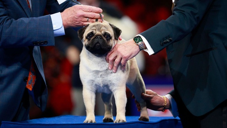 約２０００匹の犬を抑えて優勝を果たした２歳半の「ビト」/Bill McCay/NBC/Getty Images