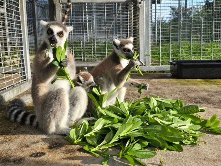 餌を食べるワオキツネザル/Department of National Parks, Wildlife and Plant Conservation