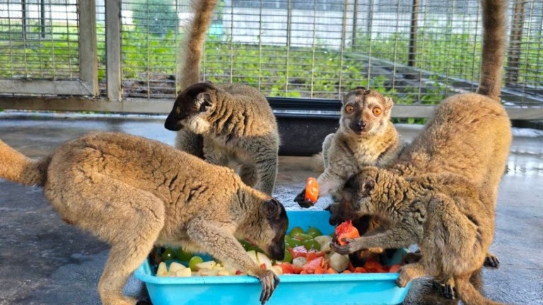 ブラウンキツネザルが果物や野菜を食べる様子/Department of National Parks, Wildlife and Plant Conservation