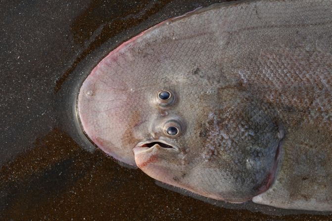 生きたカレイ目の魚類を捉えた写真。生態学および環境科学部門の次点に入った/Abhijeet Bayani/Royal Society Publishing Photography Competition 2024