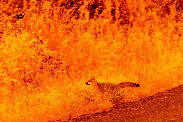 米カリフォルニア州コハセットの山火事の炎から逃げる動物＝７月２５日/Noah Berger/AP