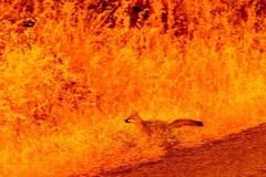 米カリフォルニア州コハセットの山火事の炎から逃げる動物＝７月２５日