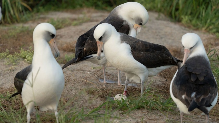 卵を守るコアホウドリのウィズダム（写真中央）＝１１月２７日、ミッドウェー環礁国立自然保護区/Dan Rapp/USFWS