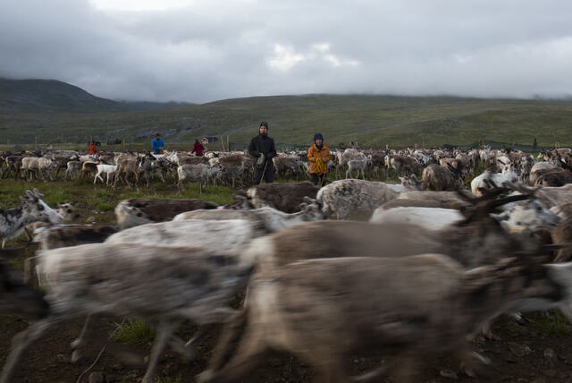 スウェーデンのスカールに住むサーミ族はトナカイを飼育している。北極圏の温暖化は地球の他の地域よりも４倍近い速さで進行するため、サーミ族は自分たちの土地と生活様式を守るため戦っている/Sarah Tilotta/CNN