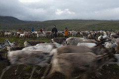 スウェーデンのスカールに住むサーミ族はトナカイを飼育している。北極圏の温暖化は地球の他の地域よりも４倍近い速さで進行するため、サーミ族は自分たちの土地と生活様式を守るため戦っている