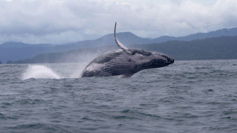 ２０１３年に初めて目撃されたオスのザトウクジラが、移動の最長記録を更新した/Natalia Botero-Acosta