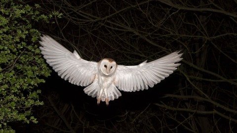 夜空のフクロウが「月のふり」？　白く輝く羽毛の謎めぐり新説発表