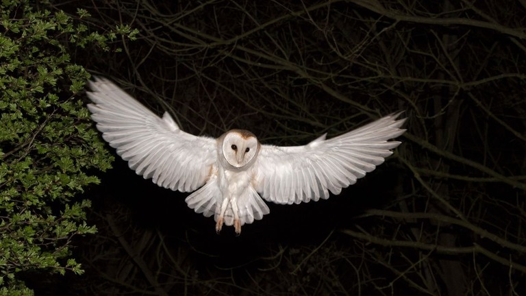 研究ではメンフクロウの下腹と翼の羽毛の白さが効果的に月を模倣できるのではないかと示唆している/Education Images/Universal Images Group Editorial/Getty Images