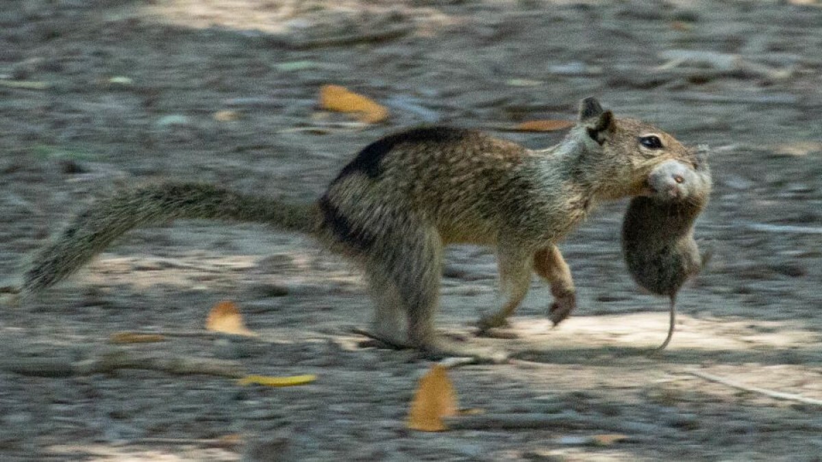 ブリオネス地域公園でハタネズミを運ぶカリフォルニアジリス/Sonja Wild/UC Davis