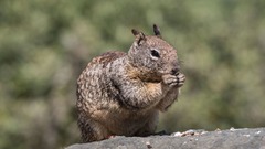 ネズミを捕食する肉食リス、米カリフォルニア州で初確認