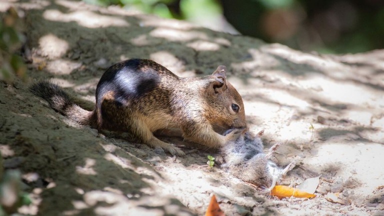 コントラコスタ郡のブリオネス地域公園のジリスはハタネズミの個体数増加にあわせて餌にしていることが分かった/Sonja Wild/UC Davis