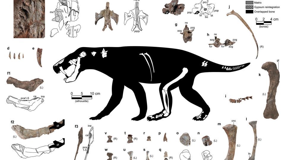 新たに見つかったゴルゴノプスの化石の部位を示したイラスト/Andreu et al, illustration by Eudald Mujal/SMNS/Field Museum