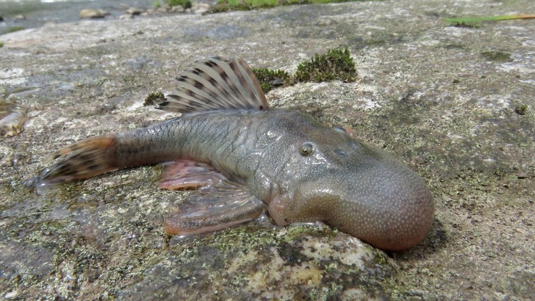 発見された「ぶよぶよ頭の魚」/Robinson Olivera/Conservation International 