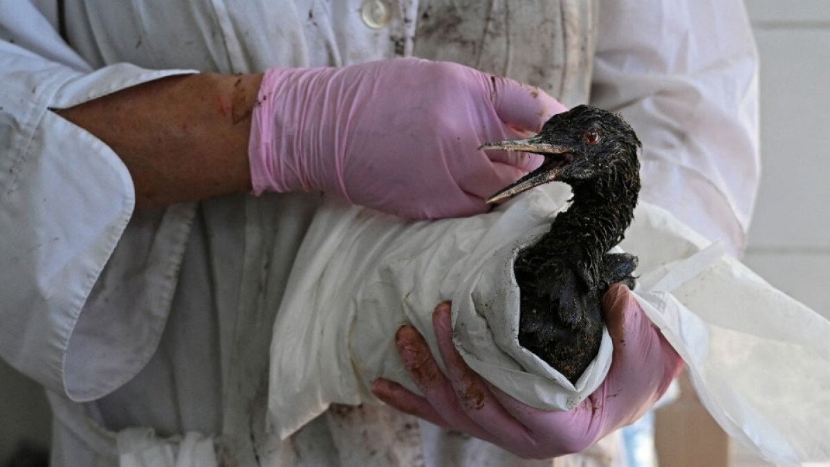 ボランティアから体の重油をふき取られる鳥＝２０日、ロシアのヴィチャゼヴォ村で鳥の清掃を行っている
/Sergey Pivovarov/Reuters