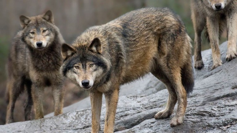 スウェーデン・ストックホルムにあるスカンセン動物園のオオカミ＝２００９年４月/Jonas Ekstromer/Scanpix Sweden/AP