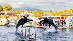 水族館閉園でシャチの行き先決まらず、日本行きには保護団体が反対　仏