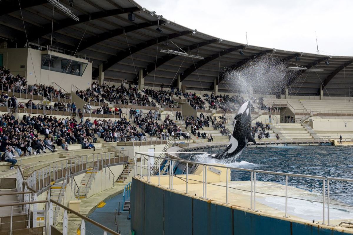 フランスでは、イルカやクジラなどクジラ類のショーを禁止する法律が成立した/Miguel Medina/AFP/Getty Images