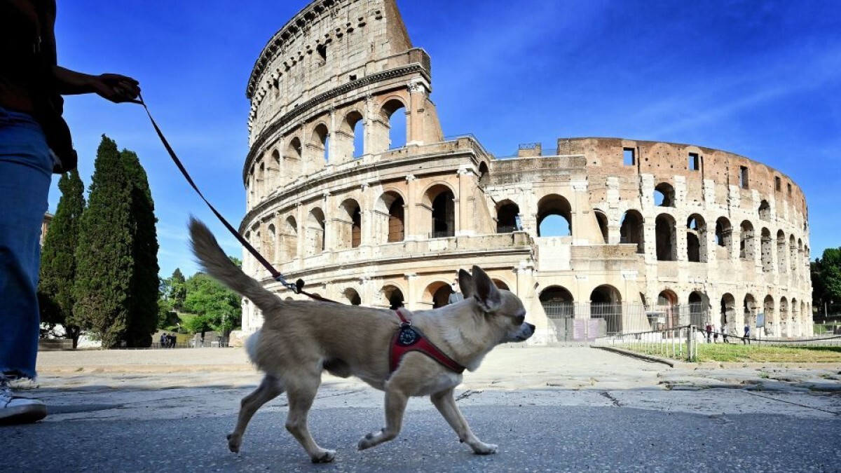 飼い主はペットシッターに犬を預けてイタリア各地の美術館を訪れることができる/Alberto Pizzoli/AFP/Getty Images