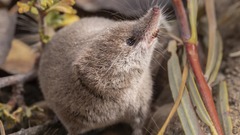 生きたトガリネズミ、撮影に初めて成功　米カリフォルニア州