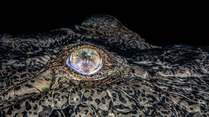 キューバのワニを捉えた一枚。「野生動物・自然・水中」部門で受賞/Jardines de la Reina/Travel Photographer of the Year