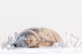 モンゴルの雪原に寝そべるマヌルネコ。「野生動物・自然・水中」部門で最高の１枚に選ばれた