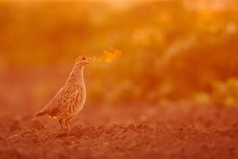 ポーランドのヤマウズラ。１５～１８歳の部門で受賞/Maksymilian Paczkowski/Travel Photographer of the Year