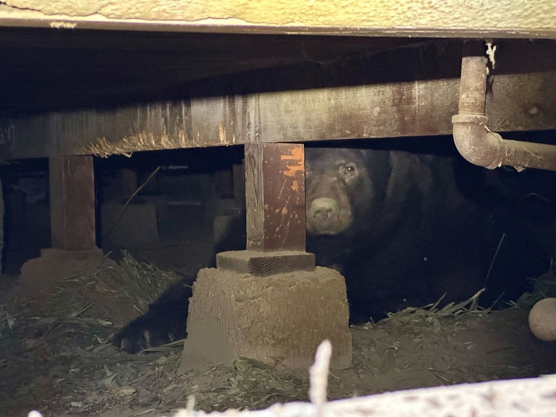 床下で見つかったアメリカクロクマの「バリー」/From California Department of Fish and Wildlife