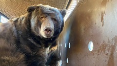 自宅に戻ったらクマがいた、山火事逃れ床下に「避難」　米カリフォルニア州