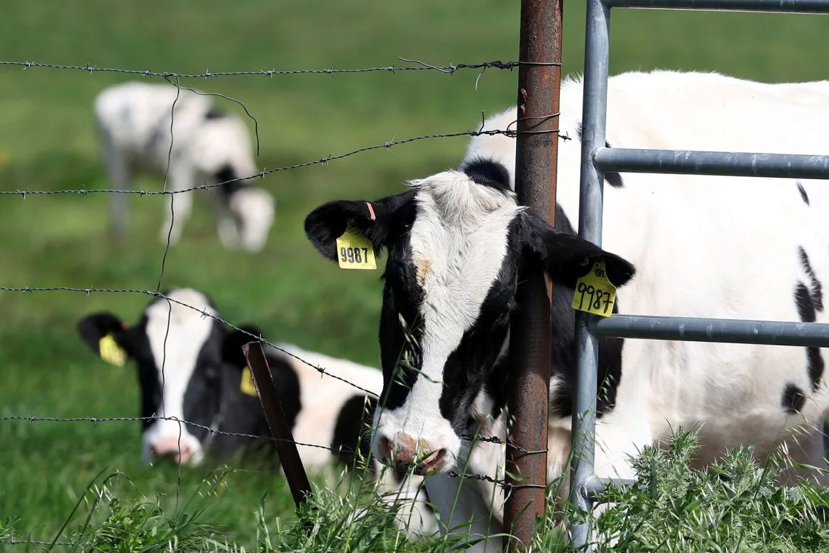 牛肉が関連する温室効果ガスの排出量は、主要な食料品の中で最も高い水準にある/Justin Sullivan/Getty Images/File