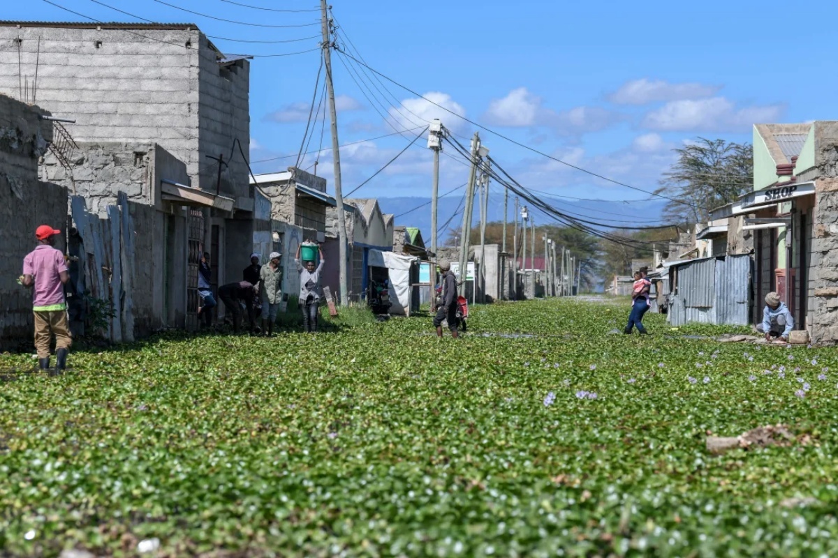 大雨でナイバシャ湖の水面が上昇した２０２０年１０月には周辺の住宅の戸口までホテイアオイが押し寄せた/TONY KARUMBA/AFP/AFP via Getty Images