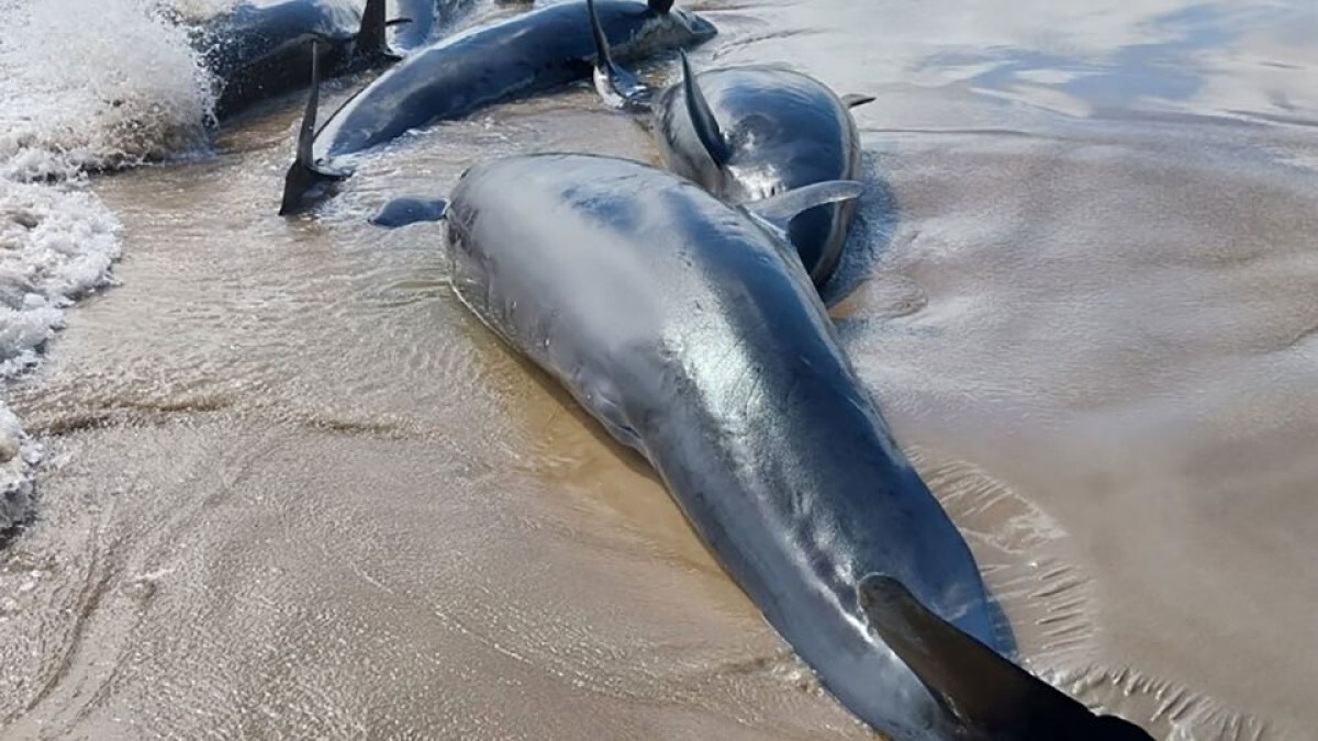 当局によれば座礁したのはオキゴンドウとみられる/Tasmania’s Marine Conservation Program