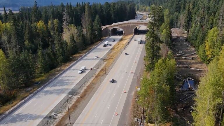 米ワシントン州では野生動物用に四つの地下道があり、現在はさらに四つが建設中/Washington State Department of Transportation