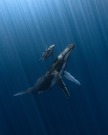 大賞に輝いたアルバロ・エレーロ氏は、ザトウクジラの母親と生まれたばかりの子どもの関係を捉えた