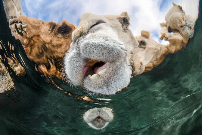 ポートレート部門の受賞作。クウェートの砂漠で水を飲むラクダの姿を水中から捉えた/Abdulaziz Al Saleh/UPY 2025