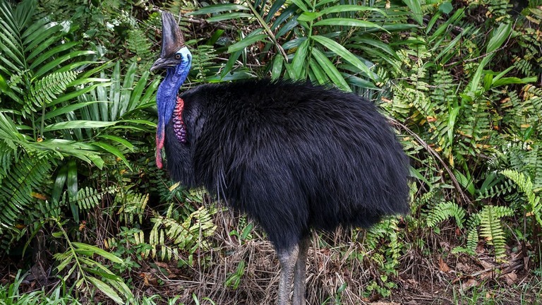 黒い背中の羽毛と突き刺すような目つきが特徴のヒクイドリは「世界一危険な鳥」とも呼ばれる/David Gray/AFP/Getty Images