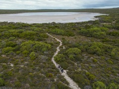 南オーストラリア州のヨーク半島では、１００年以上にわたりフサオネズミカンガルーが絶滅していた。現在、再導入プログラム「マーナ・バンガラ」が個体数回復の取り組みを進めている