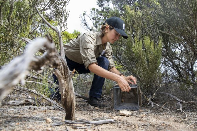 以降、チームは少なくとも１年に１度は再導入された個体をモニタリングしている/WWF-Aus/think Mammoth