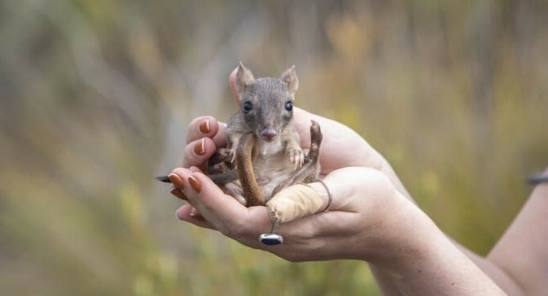 小さなカンガルーのような見た目のフサオネズミカンガルー/WWF-Australia / Juansimage.com