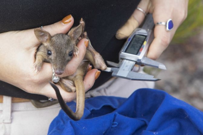 チームは捕獲された個体の測定も行い、体重や蓄積された脂肪、毛皮の状態、寄生虫の数などの健康指標を確認している/WWF-Aus/think Mammoth