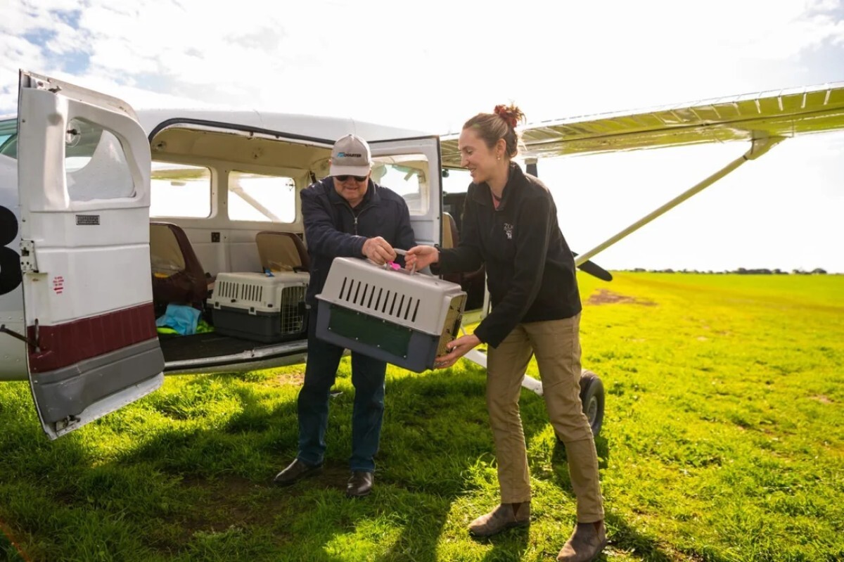 再導入のため航空機でフサオネズミカンガルーを運ぶ「マーナ・バンガラ」のチーム/WWF-Australia / Juansimage.com