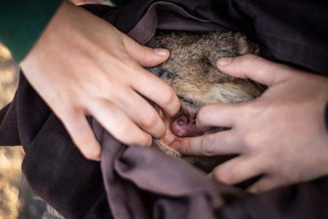 チームは捕獲後、メスの袋を調べ、若い個体を運んでいないか確認した。十分な食料や安全な避難場所、交尾の相手を見つけているかどうかを示す有力な情報になるからだ/WWF-Australia/Ninti Media