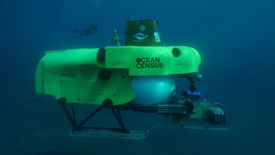 科学者たちは１６カ月かけ新種を特定した/Nekton Ocean Census/The Nippon Foundation