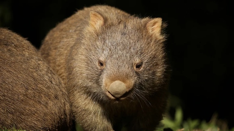 ウォンバットは凶暴な動物ではないが、かぎづめで人を傷つける恐れがある/Jamie La/Moment RF/Getty Images/File