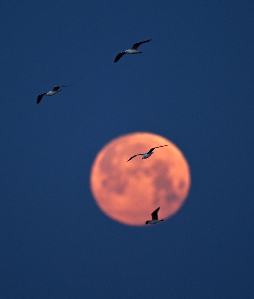 トルコ・イスタンブール上空で満月の前を飛ぶ鳥たち＝１４日/Ali Atmaca/Anadolu/Getty Images