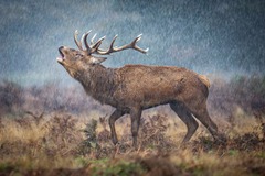 雨の降りしきるロンドン西部の公園で、雄叫びを上げる繁殖期のアカシカ