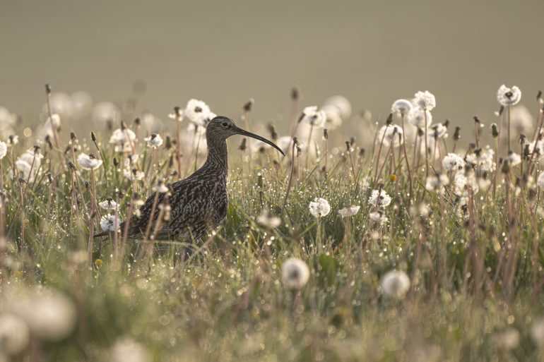 タンポポに囲まれて立つウィルトシャーのダイシャクシギ/Jamie Smart/British Wildlife Photography Awards