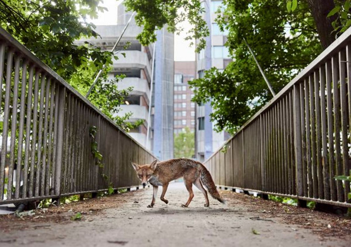 カメラを見据えながらブリストルの小道を歩くキツネ。この写真が今年の「英野生生物写真賞（ＢＷＰＡ）」の大賞に輝いた/Simon Withyman/British Wildlife Photography Awards