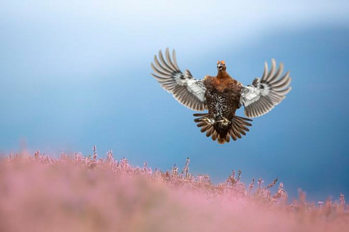 羽を目一杯広げて飛ぶヨークシャーデールズのアカライチョウ/Ben Hall/British Wildlife Photography Awards